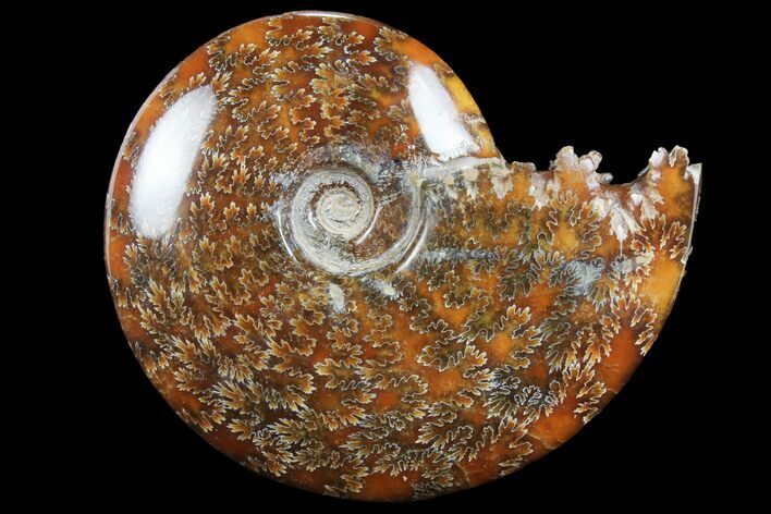 Polished, Agatized Ammonite (Cleoniceras) - Madagascar #97378